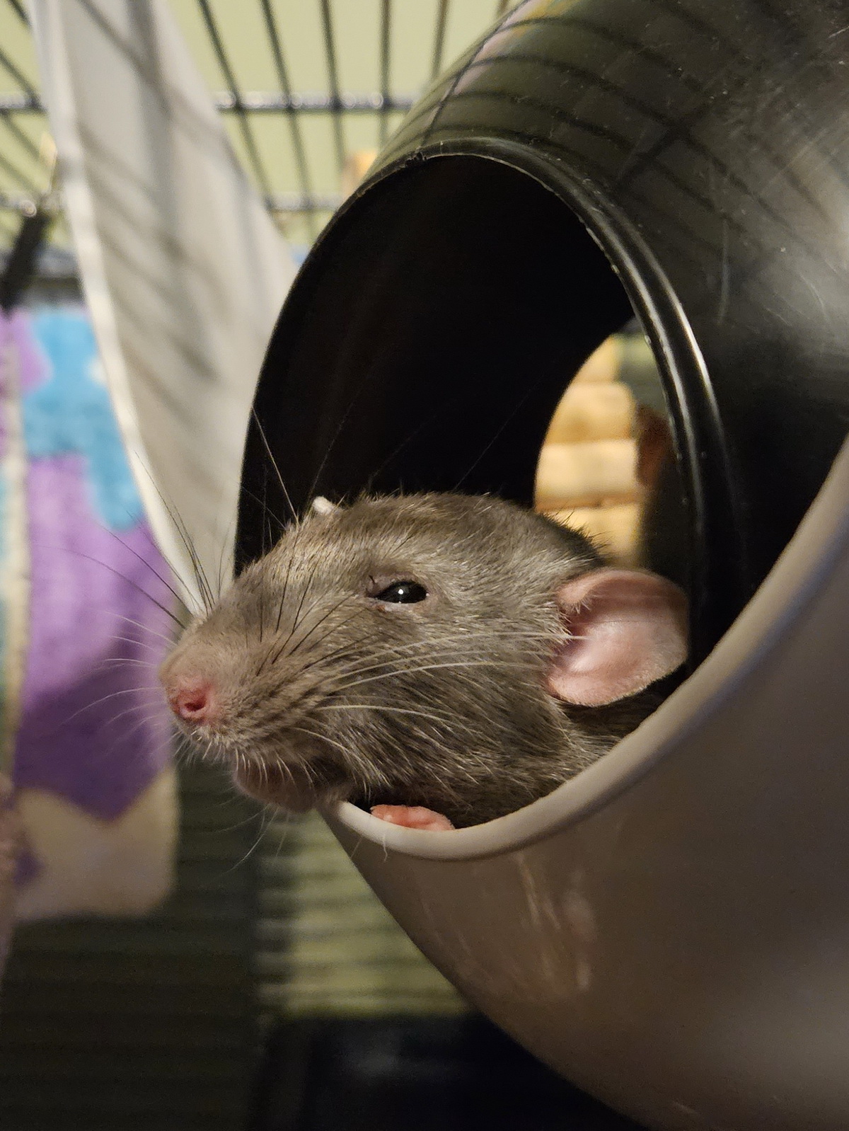 Nezumi the rat